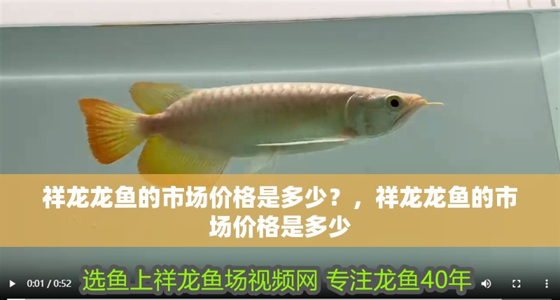 祥龍龍魚的市場價格是多少？，祥龍龍魚的市場價格是多少