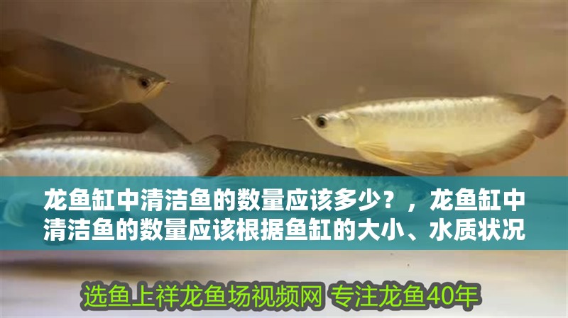 龍魚缸中清潔魚的數量應該多少？，龍魚缸中清潔魚的數量應該根據魚缸的大小、水質狀況及數量來定
