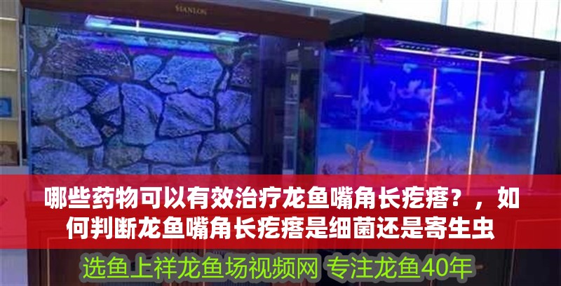 哪些藥物可以有效治療龍魚嘴角長疙瘩？，如何判斷龍魚嘴角長疙瘩是細菌還是寄生蟲