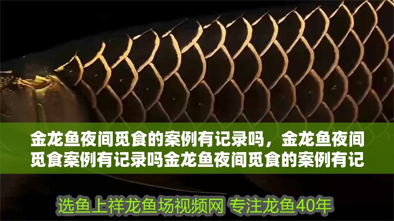 金龍魚夜間覓食的案例有記錄嗎，金龍魚夜間覓食案例有記錄嗎金龍魚夜間覓食的案例有記錄嗎