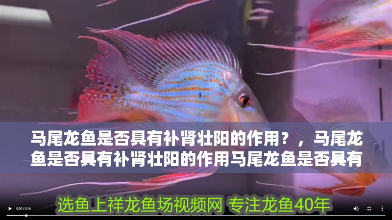 馬尾龍魚是否具有補腎壯陽的作用？，馬尾龍魚是否具有補腎壯陽的作用馬尾龍魚是否具有補腎壯陽的作用