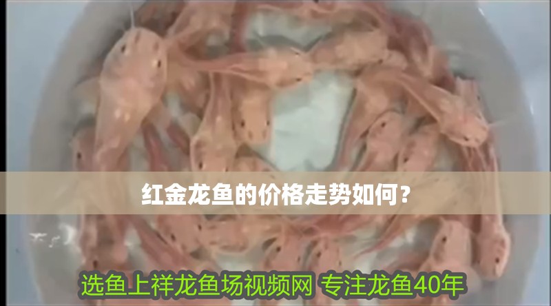 紅金龍魚的價格走勢如何？
