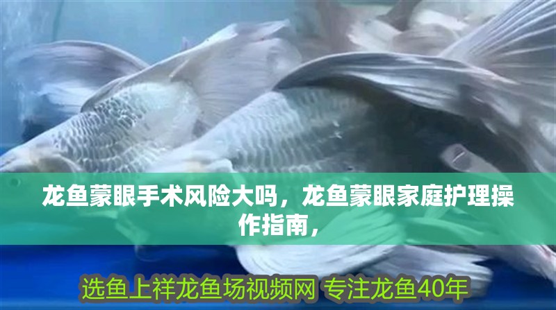 龍魚蒙眼手術風險大嗎，龍魚蒙眼家庭護理操作指南，