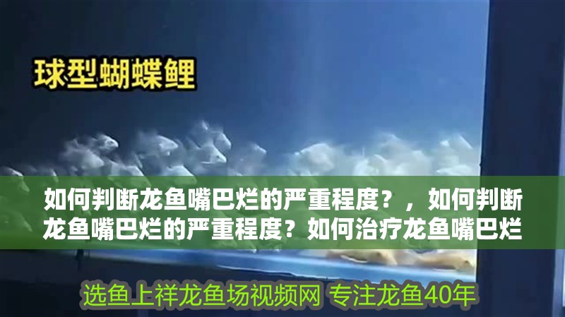 如何判斷龍魚嘴巴爛的嚴重程度？，如何判斷龍魚嘴巴爛的嚴重程度？如何治療龍魚嘴巴爛會自愈嗎？