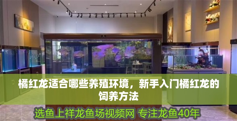 橘紅龍適合哪些養殖環境，新手入門橘紅龍的飼養方法