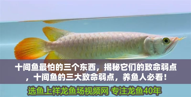 十間魚最怕的三個(gè)東西，揭秘它們的致命弱點(diǎn)，十間魚的三大致命弱點(diǎn)，養(yǎng)魚人必看！