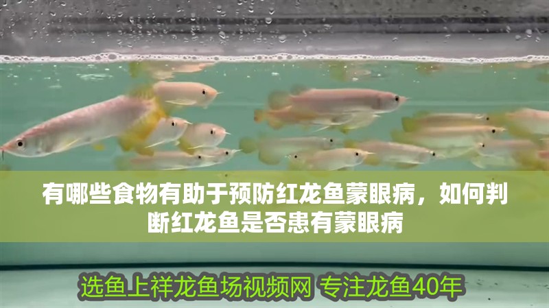 有哪些食物有助于預防紅龍魚蒙眼病，如何判斷紅龍魚是否患有蒙眼病