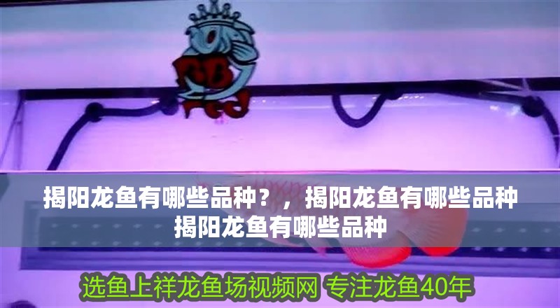揭陽龍魚有哪些品種？，揭陽龍魚有哪些品種揭陽龍魚有哪些品種