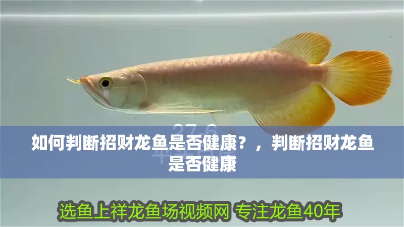 如何判斷招財龍魚是否健康？，判斷招財龍魚是否健康