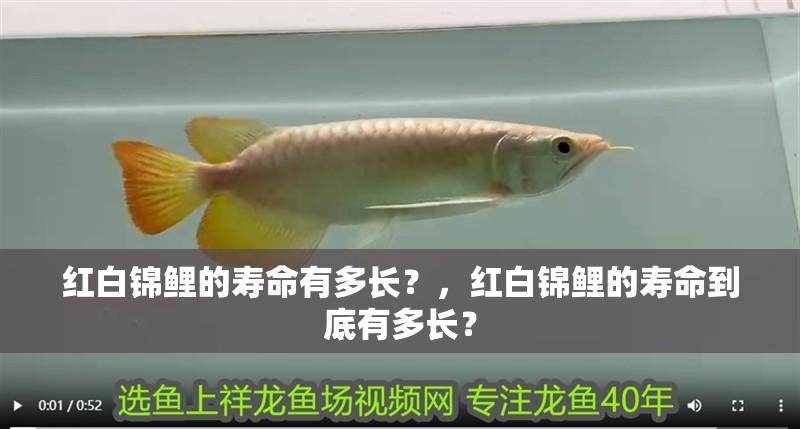 紅白錦鯉的壽命有多長？，紅白錦鯉的壽命到底有多長？