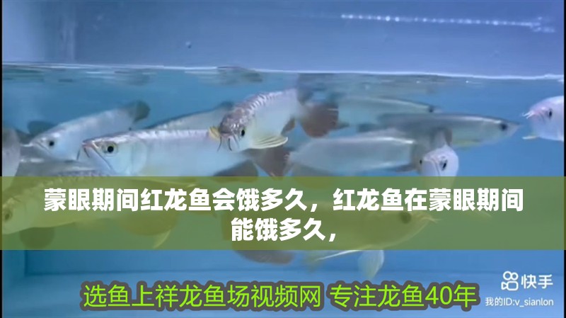 蒙眼期間紅龍魚會餓多久，紅龍魚在蒙眼期間能餓多久，