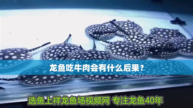 龍魚吃牛肉會有什么后果？
