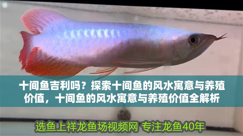 十間魚吉利嗎？探索十間魚的風(fēng)水寓意與養(yǎng)殖價值，十間魚的風(fēng)水寓意與養(yǎng)殖價值全解析 十間魚吉利嗎？探索十間魚的風(fēng)水寓意與養(yǎng)殖價值，十間魚的風(fēng)水寓意與養(yǎng)殖價值全解析 龍魚百科 第1張