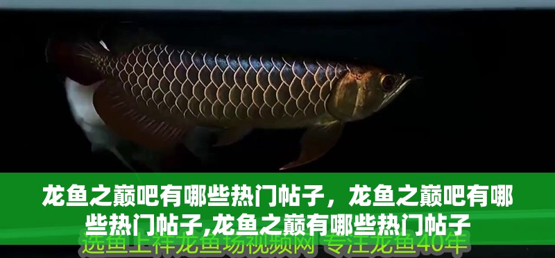 龍魚之巔吧有哪些熱門帖子，龍魚之巔吧有哪些熱門帖子,龍魚之巔有哪些熱門帖子