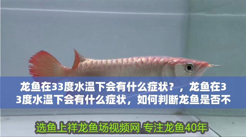 龍魚在33度水溫下會(huì)有什么癥狀？，龍魚在33度水溫下會(huì)有什么癥狀，如何判斷龍魚是否不適