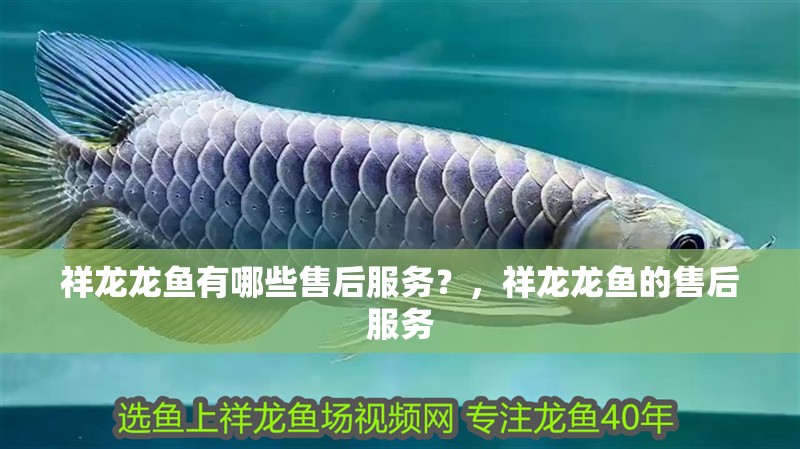 祥龍龍魚有哪些售后服務(wù)？，祥龍龍魚的售后服務(wù)