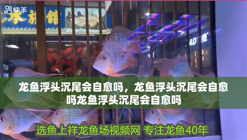 龍魚浮頭沉尾會自愈嗎，龍魚浮頭沉尾會自愈嗎龍魚浮頭沉尾會自愈嗎