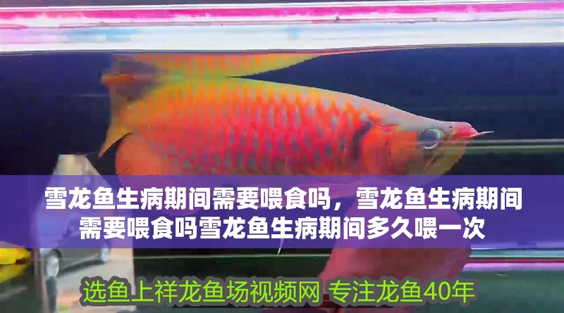 雪龍魚生病期間需要喂食嗎，雪龍魚生病期間需要喂食嗎雪龍魚生病期間多久喂一次 雪龍魚生病期間需要喂食嗎，雪龍魚生病期間需要喂食嗎雪龍魚生病期間多久喂一次 龍魚百科