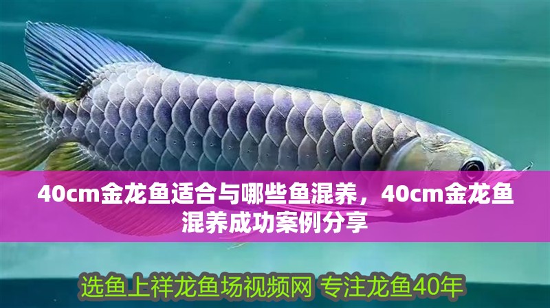 40cm金龍魚適合與哪些魚混養，40cm金龍魚混養成功案例分享