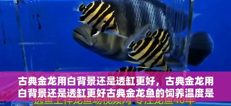 古典金龍用白背景還是透缸更好，古典金龍用白背景還是透缸更好古典金龍魚的飼養溫度是多少