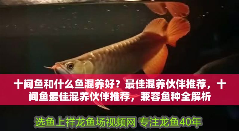 十間魚和什么魚混養好？最佳混養伙伴推薦，十間魚最佳混養伙伴推薦，兼容魚種全解析