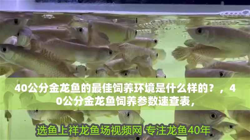 40公分金龍魚的最佳飼養環境是什么樣的？，40公分金龍魚飼養參數速查表，