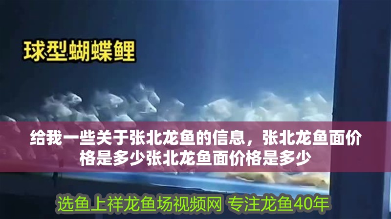 給我一些關(guān)于張北龍魚(yú)的信息，張北龍魚(yú)面價(jià)格是多少?gòu)埍饼堲~(yú)面價(jià)格是多少