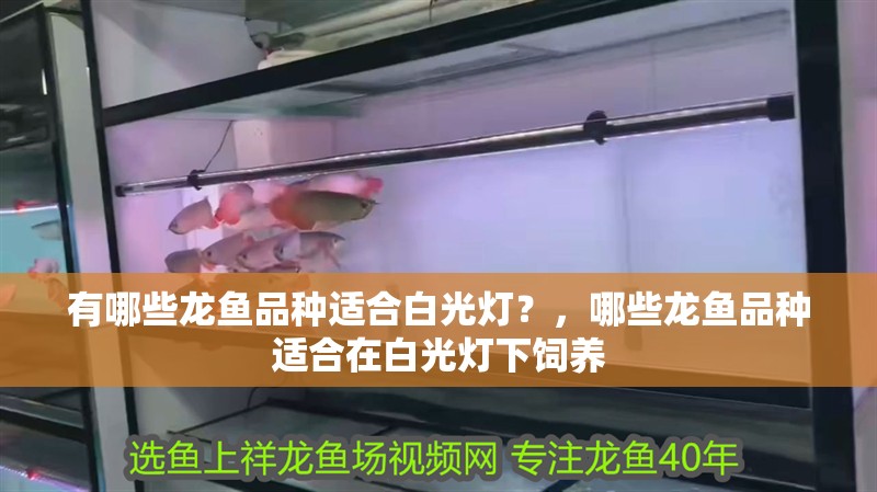有哪些龍魚品種適合白光燈？，哪些龍魚品種適合在白光燈下飼養