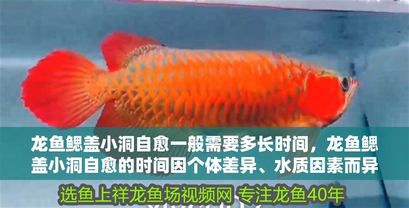 龍魚鰓蓋小洞自愈一般需要多長時間，龍魚鰓蓋小洞自愈的時間因個體差異、水質因素而異