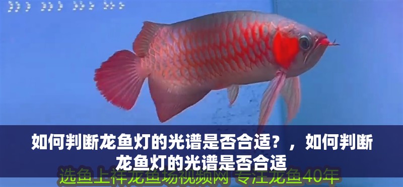 如何判斷龍魚燈的光譜是否合適？，如何判斷龍魚燈的光譜是否合適