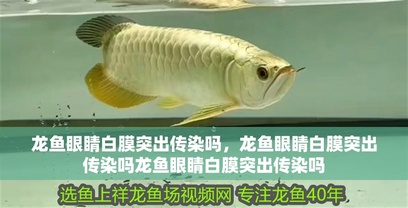 龍魚眼睛白膜突出傳染嗎，龍魚眼睛白膜突出傳染嗎龍魚眼睛白膜突出傳染嗎
