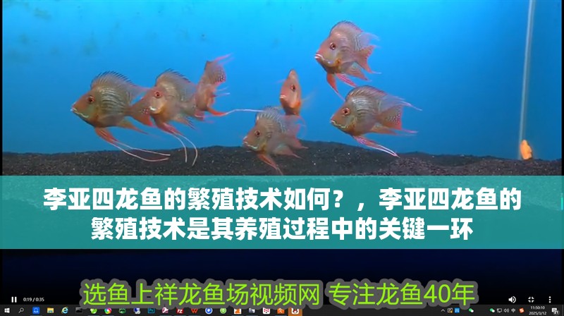 李亞四龍魚的繁殖技術如何？，李亞四龍魚的繁殖技術是其養殖過程中的關鍵一環