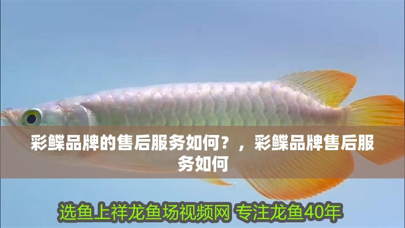 彩鰈品牌的售后服務如何？，彩鰈品牌售后服務如何