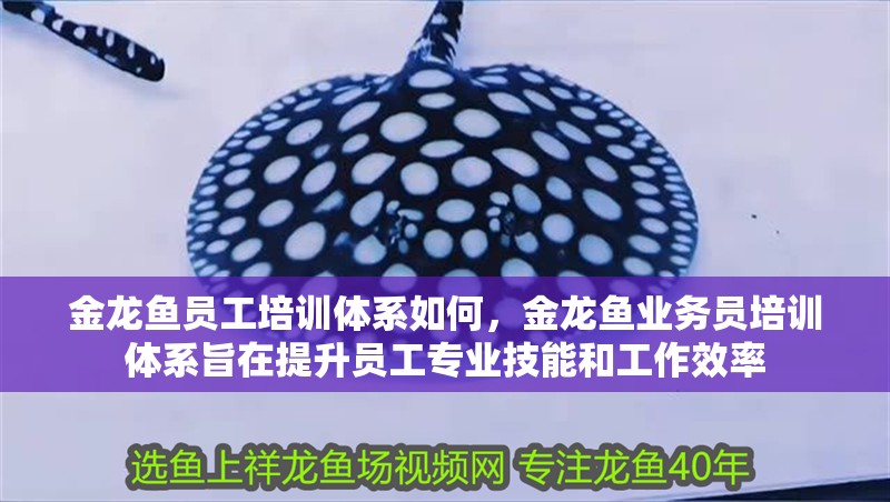 金龍魚員工培訓體系如何，金龍魚業務員培訓體系旨在提升員工專業技能和工作效率