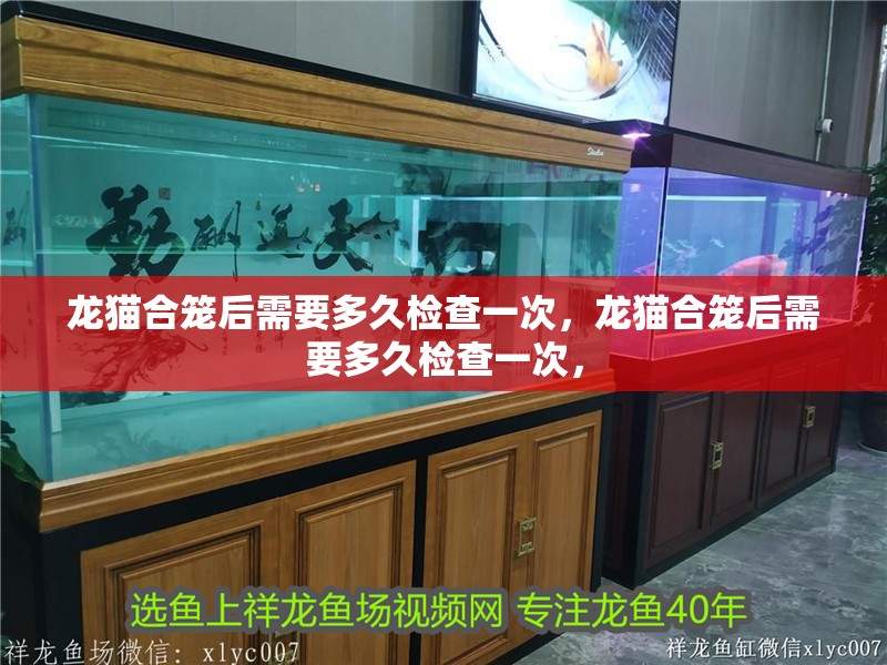 龍貓合籠后需要多久檢查一次，龍貓合籠后需要多久檢查一次，