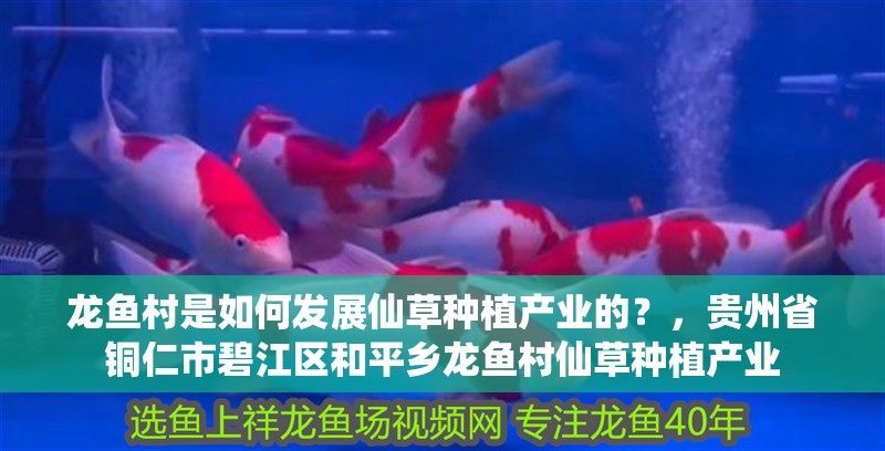 龍魚村是如何發展仙草種植產業的？，貴州省銅仁市<strong><mark>碧江</mark></strong>區和平鄉龍魚村仙草種植產業