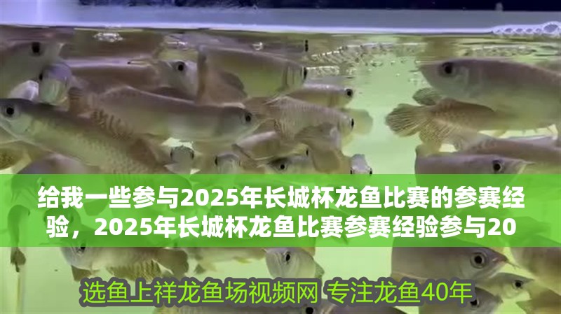 給我一些參與2025年長城杯龍魚比賽的參賽經驗，2025年長城杯龍魚比賽參賽經驗參與2025年長城杯龍魚比賽