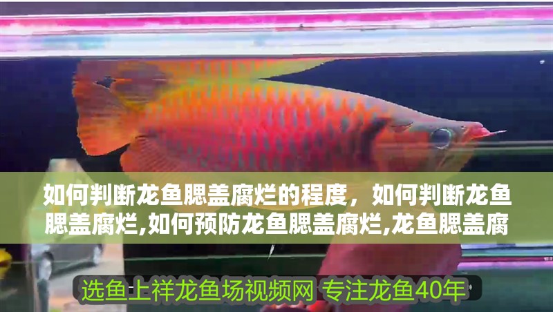 如何判斷龍魚(yú)腮蓋腐爛的程度，如何判斷龍魚(yú)腮蓋腐爛,如何預(yù)防龍魚(yú)腮蓋腐爛,龍魚(yú)腮蓋腐爛能活多久