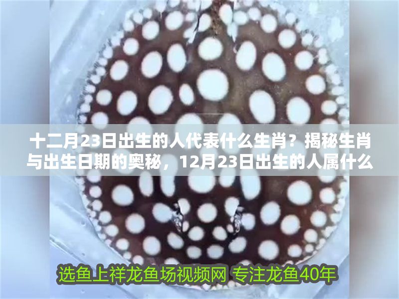 十二月23日出生的人代表什么生肖？揭秘生肖與出生日期的奧秘，12月23日出生的人屬什么生肖？一圖看懂生肖日期對照 十二月23日出生的人代表什么生肖？揭秘生肖與出生日期的奧秘，12月23日出生的人屬什么生肖？一圖看懂生肖日期對照 龍魚百科 第1張