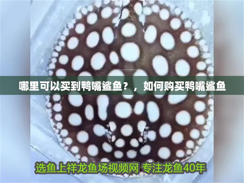 哪里可以買到鴨嘴鯊魚？，如何購買鴨嘴鯊魚 哪里可以買到鴨嘴鯊魚？，如何購買鴨嘴鯊魚 龍魚百科