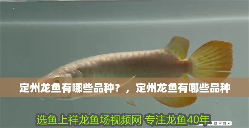 定州龍魚有哪些品種？，定州龍魚有哪些品種