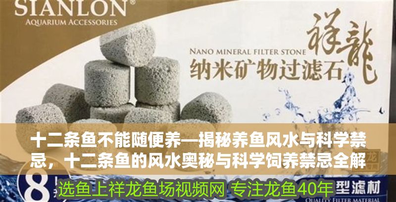 十二條魚不能隨便養—揭秘養魚風水與科學禁忌，十二條魚的風水奧秘與科學飼養禁忌全解析
