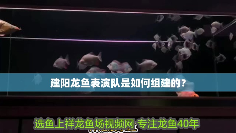 建陽龍魚表演隊(duì)是如何組建的？