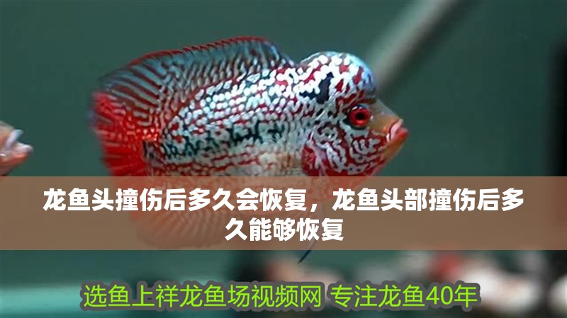 龍魚頭撞傷后多久會恢復，龍魚頭部撞傷后多久能夠恢復