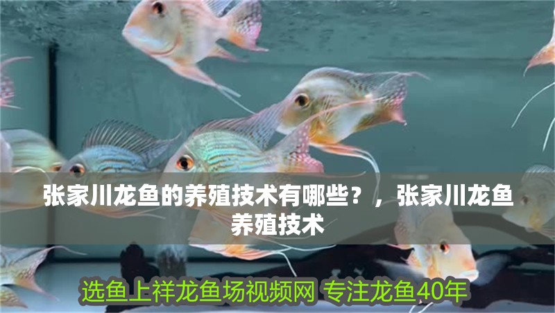 張家川龍魚的養殖技術有哪些？，張家川龍魚養殖技術