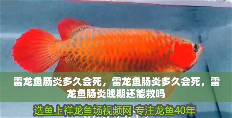 雷龍魚腸炎多久會死，雷龍魚腸炎多久會死，雷龍魚腸炎晚期還能救嗎