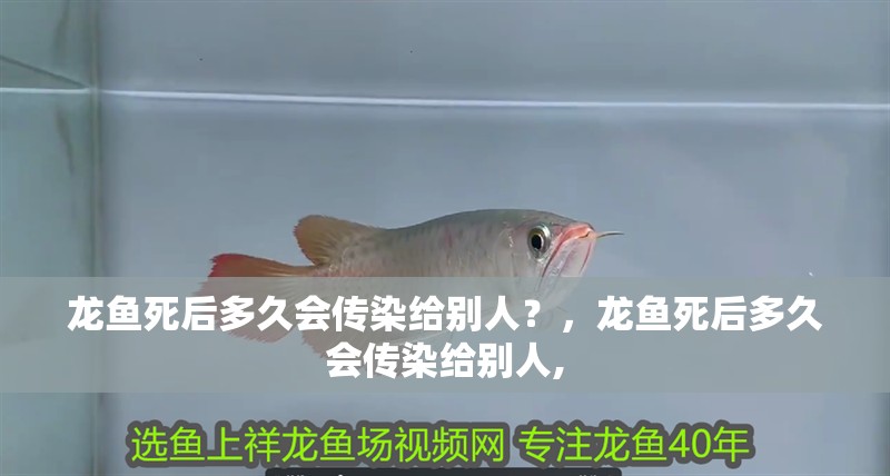 龍魚死后多久會傳染給別人？，龍魚死后多久會傳染給別人,