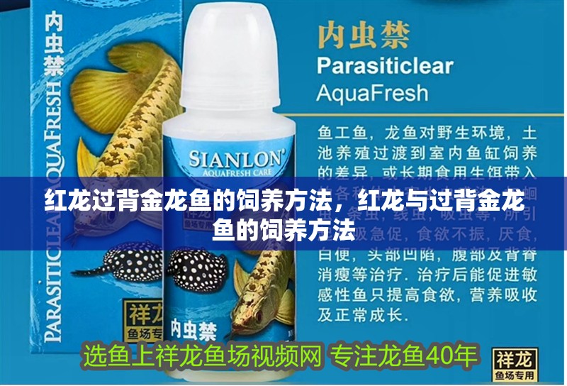 紅龍過背金龍魚的飼養方法，紅龍與過背金龍魚的飼養方法