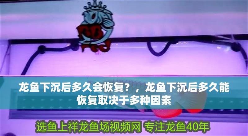 龍魚下沉后多久會恢復？，龍魚下沉后多久能恢復取決于多種因素