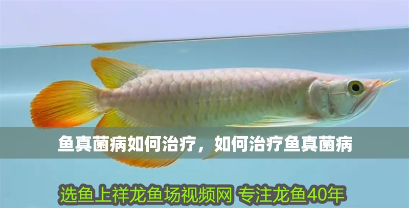 魚真菌病如何治療，如何治療魚真菌病
